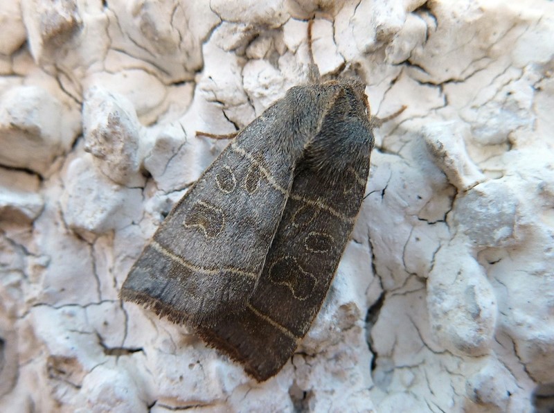 Ipimorpha subtusa (Noctuidae)